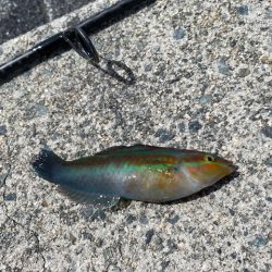 翼港で五目釣り！！